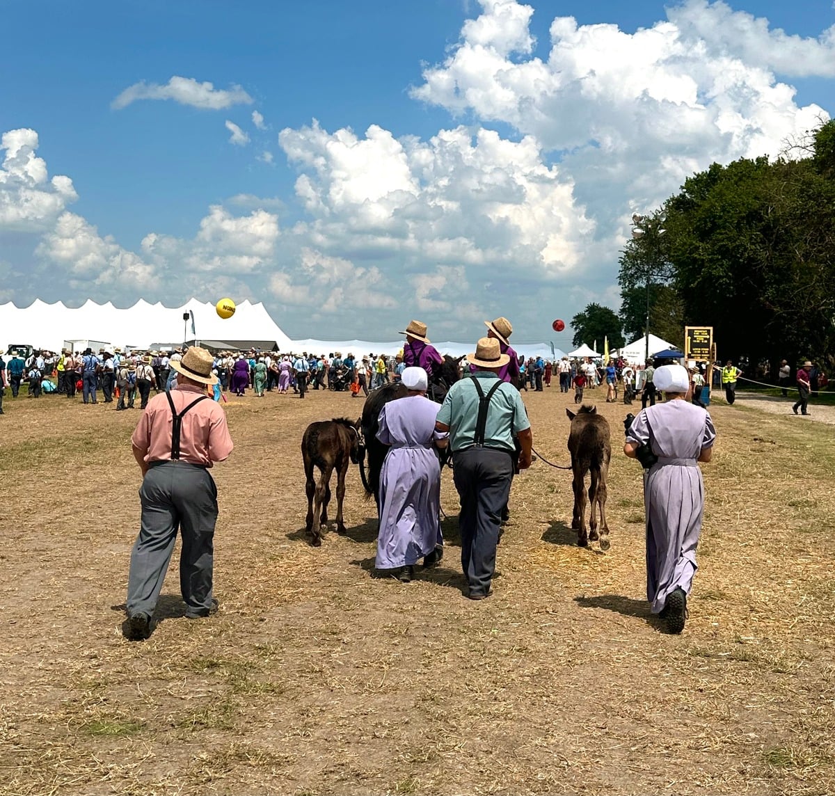Family walking a mare and foals – Horse Progress Days 2026 Amish family walking a mare and two foals at Horse Progress Days 2026