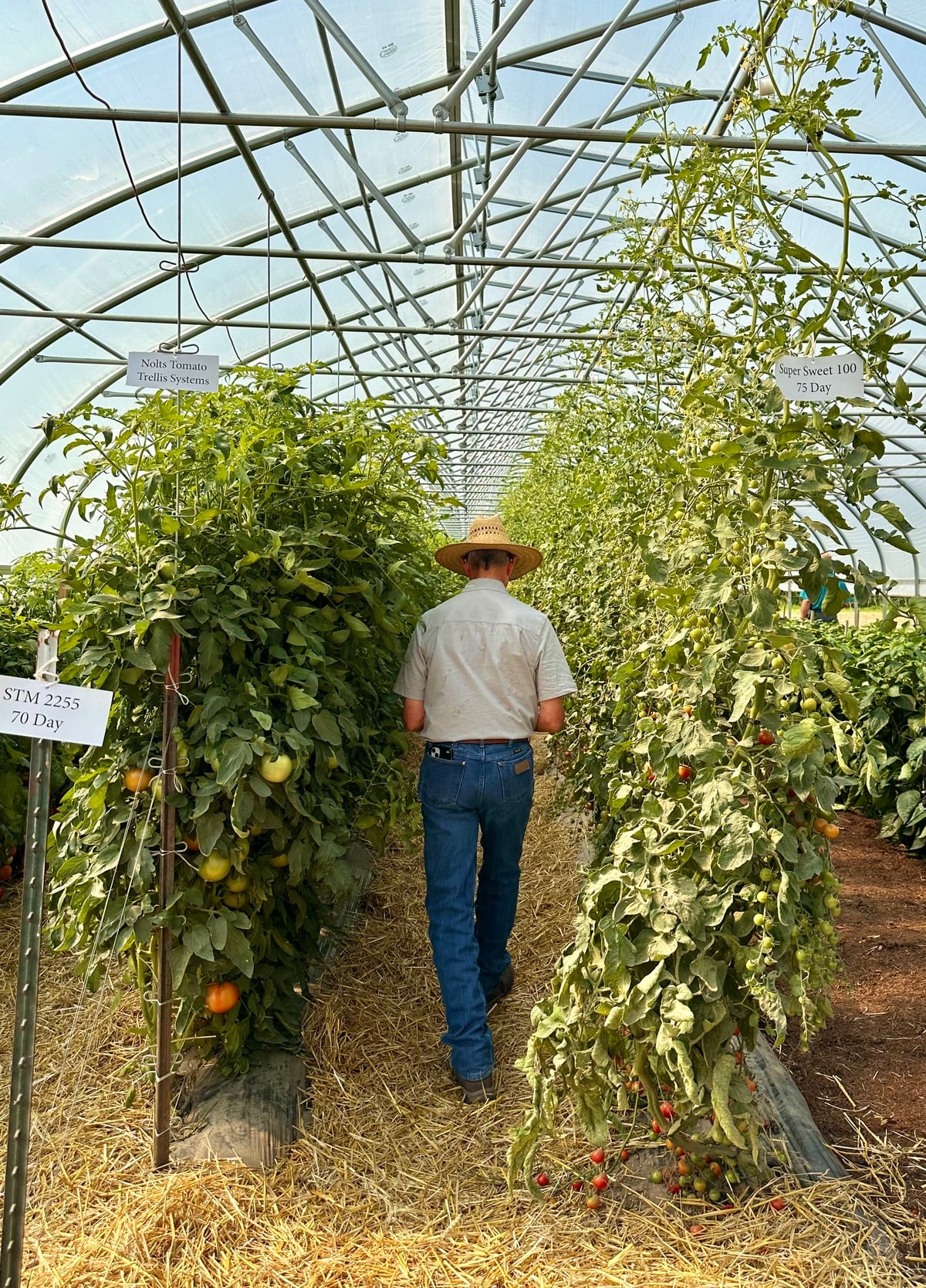 Tomato variety trial – Horse Progress Days 2026 Tomato variety trial inside a high tunnel greenhouse at Horse Progress Days 2026