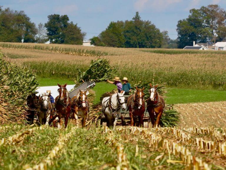 16-Year-Old Killed In Fall From Wagon While Harvesting Corn (Lancaster County)