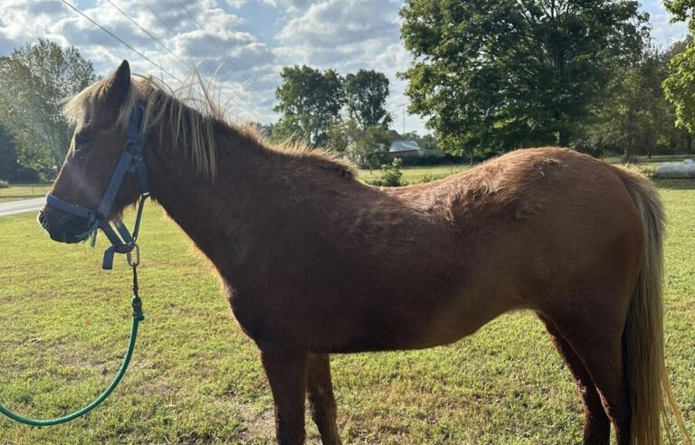 Amish Resident Cares For Lost One-Eyed Pony – As Deputies Seek Owner (Kentucky)