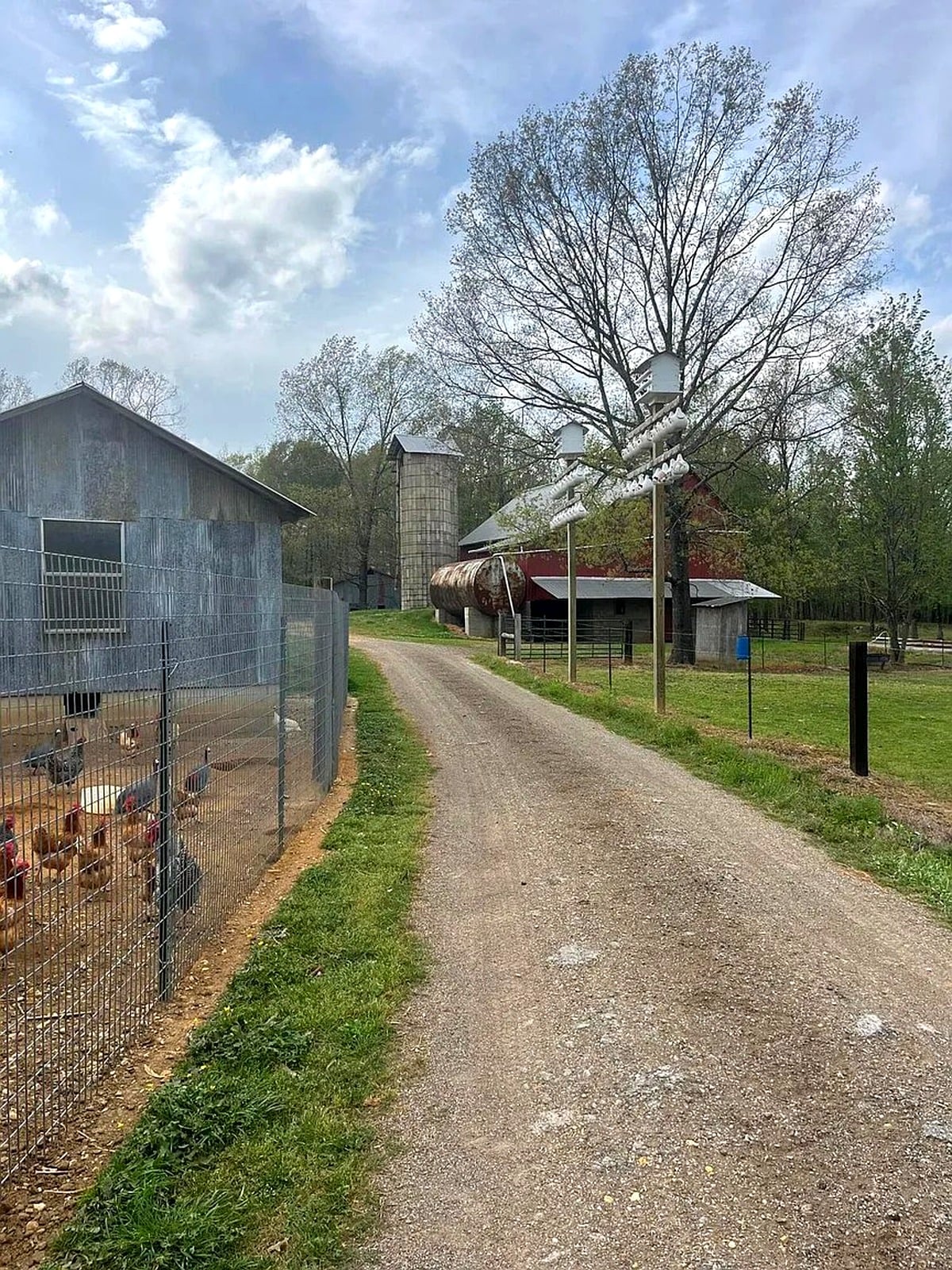 Fenced chicken yard along gravel lane at an Amish property in Mississippi, with barn and silo in background