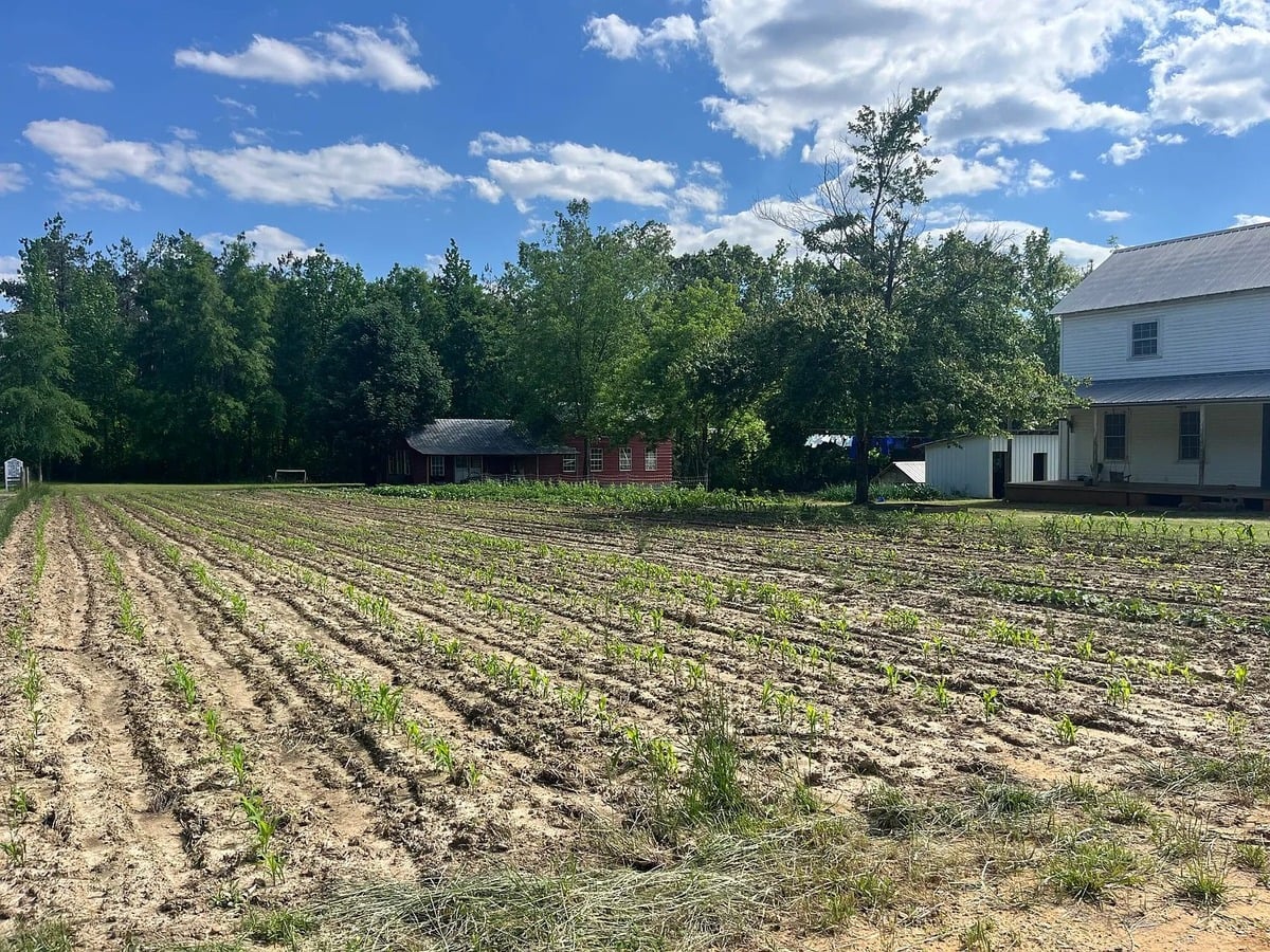 Wide view of Amish homestead compound across corn rows showing red building, white farmhouse, and outbuildings, Randolph Mississippi
