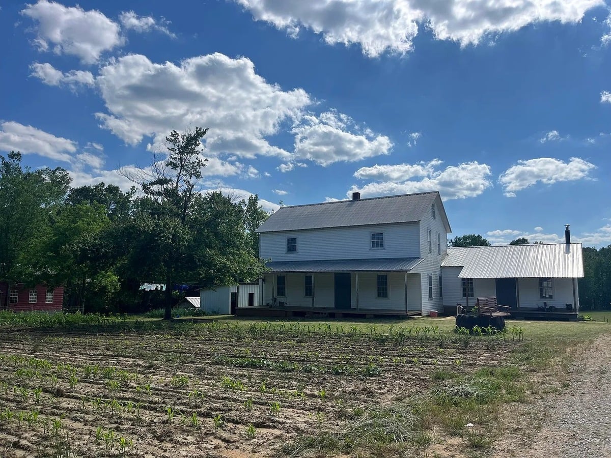 Young corn rows in foreground with white two-story Amish farmhouse behind, Randolph Mississippi