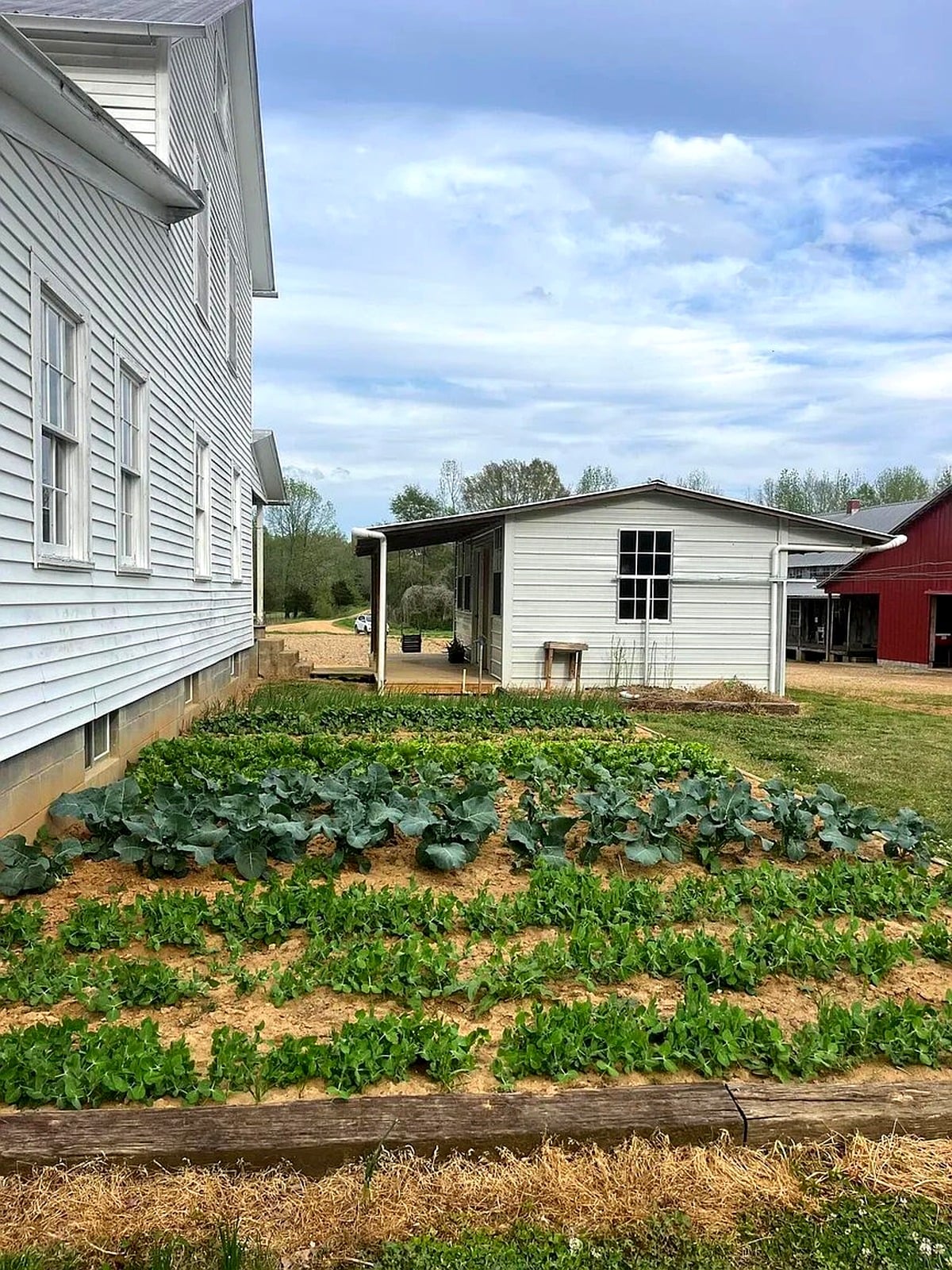 Raised garden beds with broccoli and leafy greens beside an Amish home in Mississippi