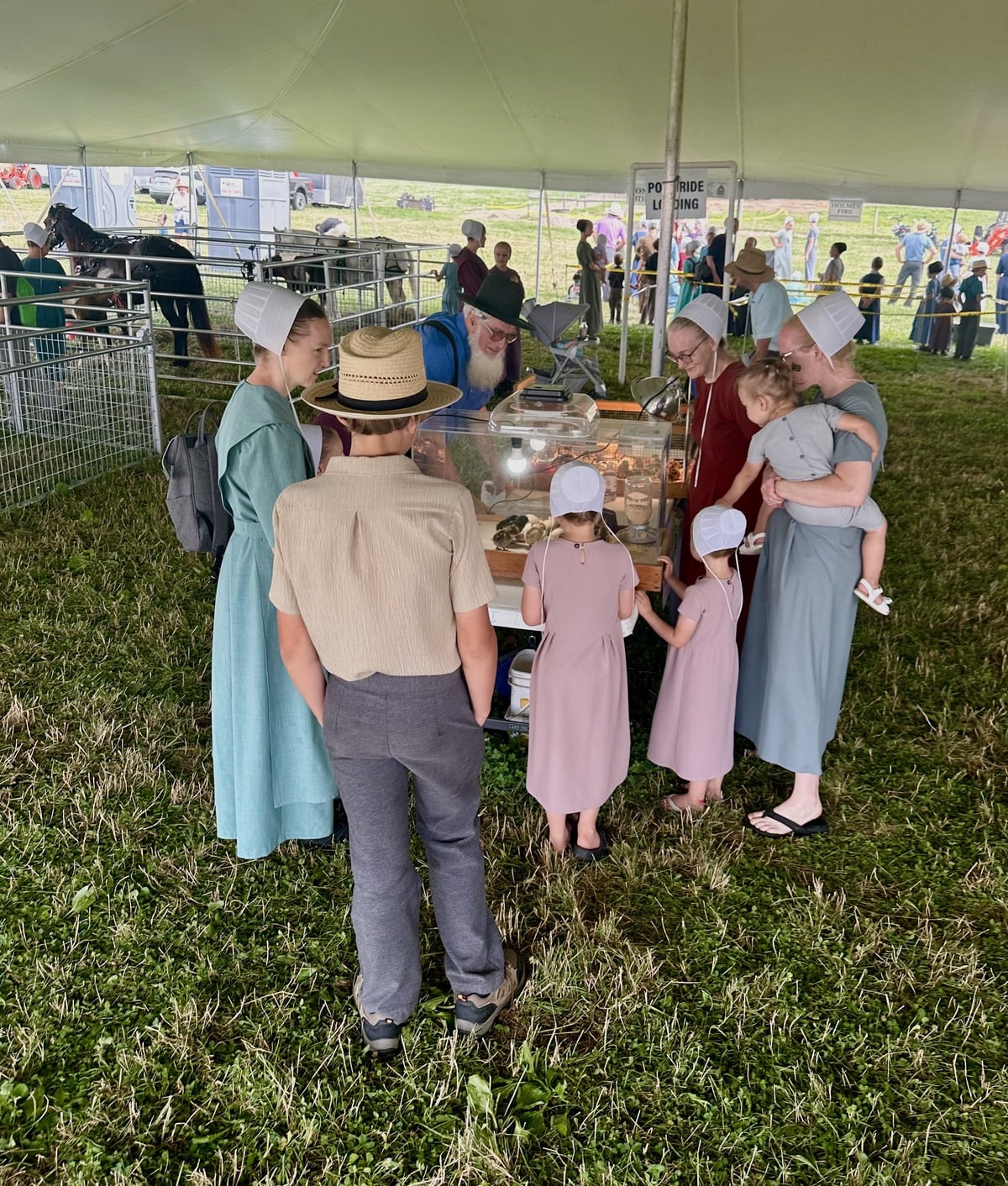 Families watching the chick hatching display at Family Farm Field Days