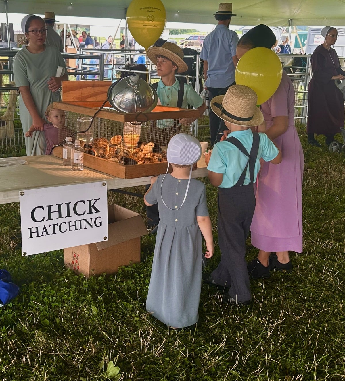 Newly hatched chicks under a warming lamp at the Amish Family Farm Field Days