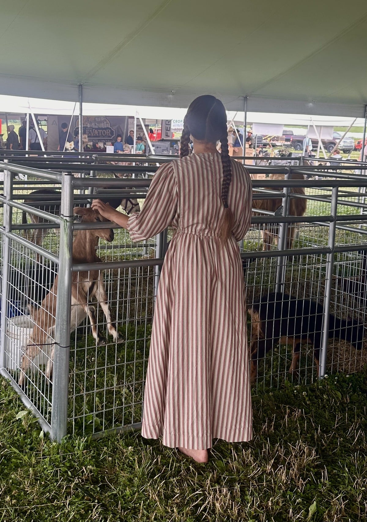 A young child petting a goat at the Amish Family Farm Field Days
