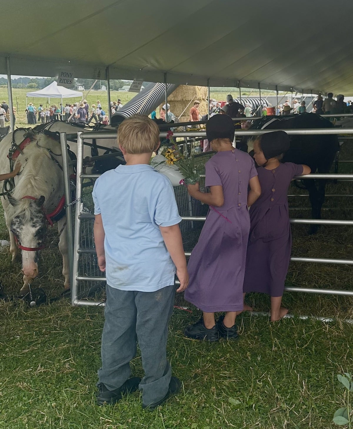 An Amish girl at the petting pens at Family Farm Field Days