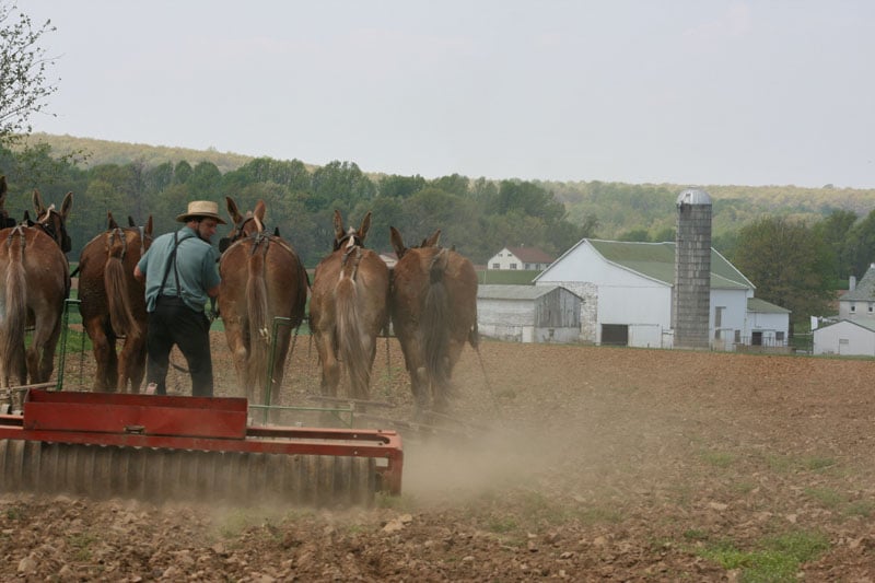 Amish mule team