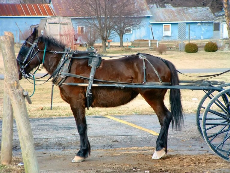 Amish Buggies Lose Their Shortcut Into Ohio Town Over Horse Manure