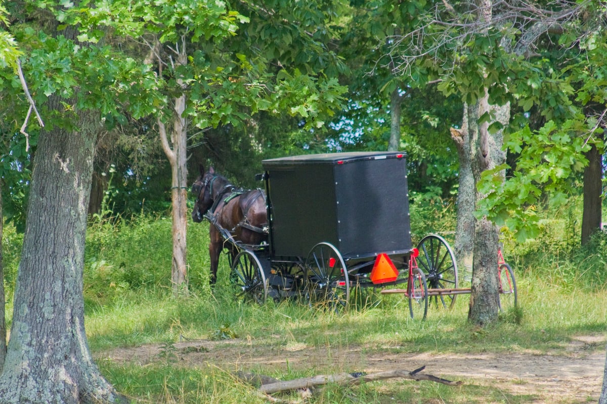 Amish horse and buggy parked in the shade of trees in the Hillsboro, Ohio community