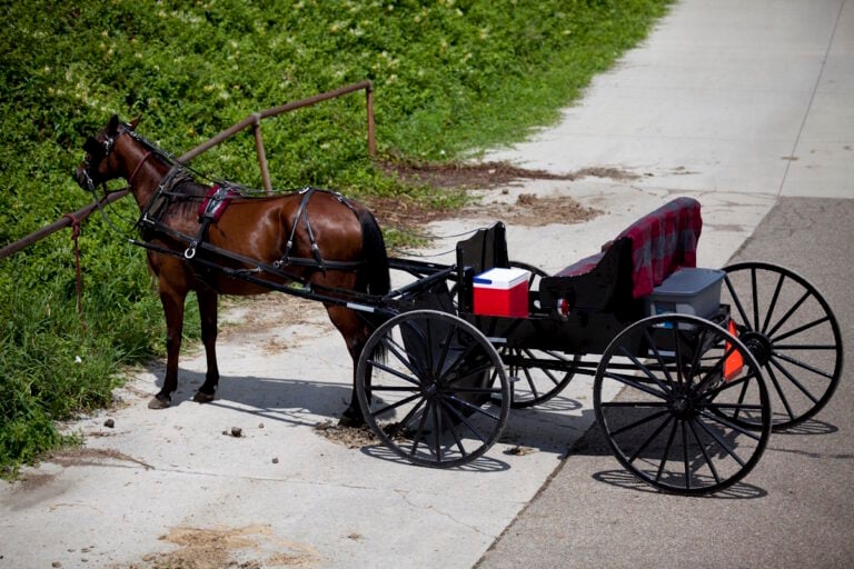 Amish Teen Killed on Fishing Trip After Car Rear-Ends Open Buggy in Kentucky