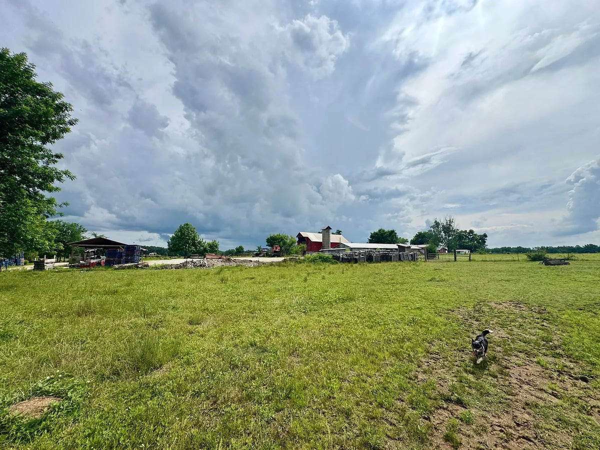 Pasture with dog, stacked pallets, red barn, and silo on an Amish farm in Randolph, Mississippi