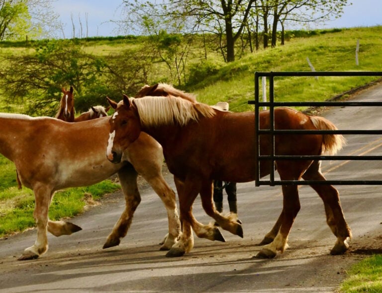 Horse Tramples Person At Pennsylvania Amish Farm; Life Flight Grounded By Clouds