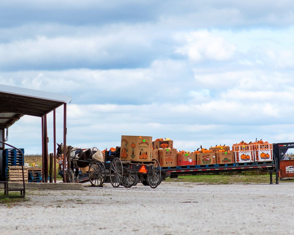 Horse-drawn wagon beside a trailer of boxed pumpkins at the produce auction