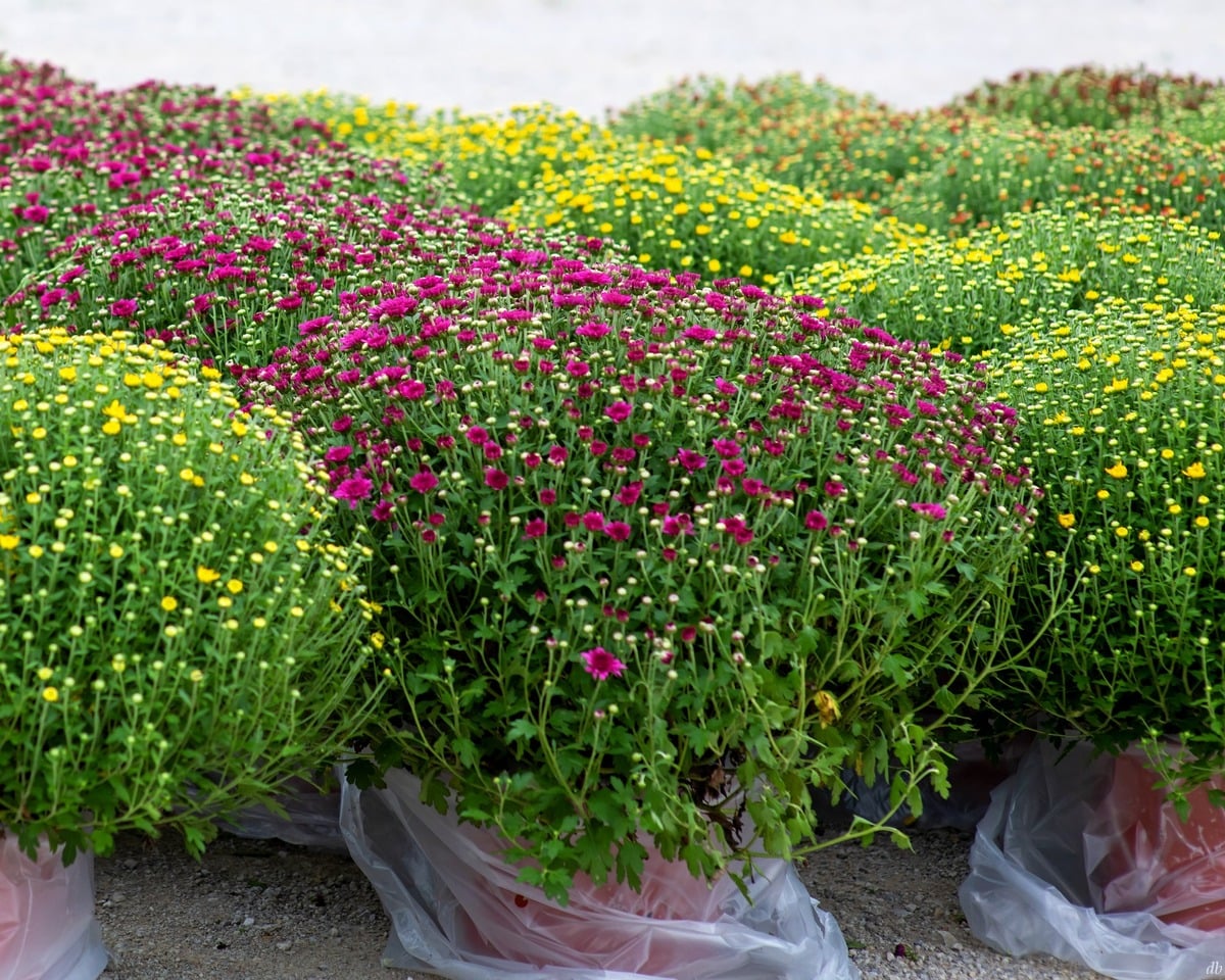 Potted mums at the produce auction in Jamesport