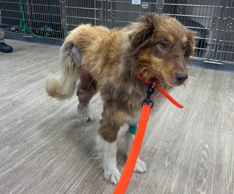 Amish Owner Planned to Breed His Injured Dog, Then Put Her Down. A Shelter Got Her First