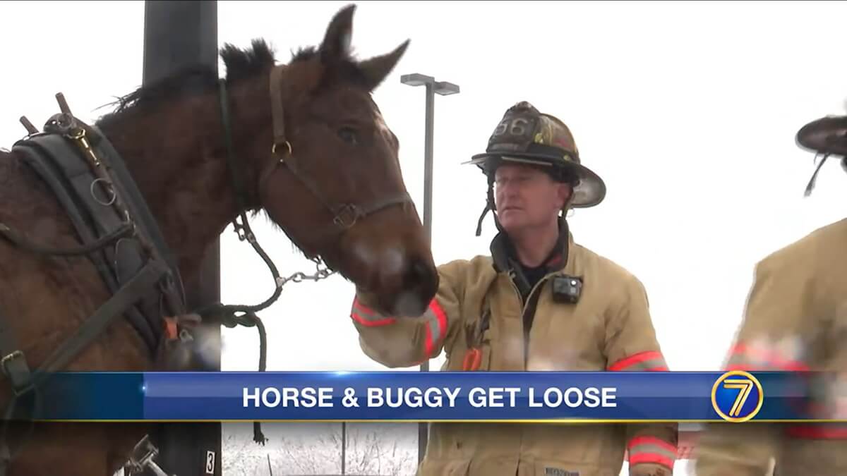 Amish horse petted by fireman