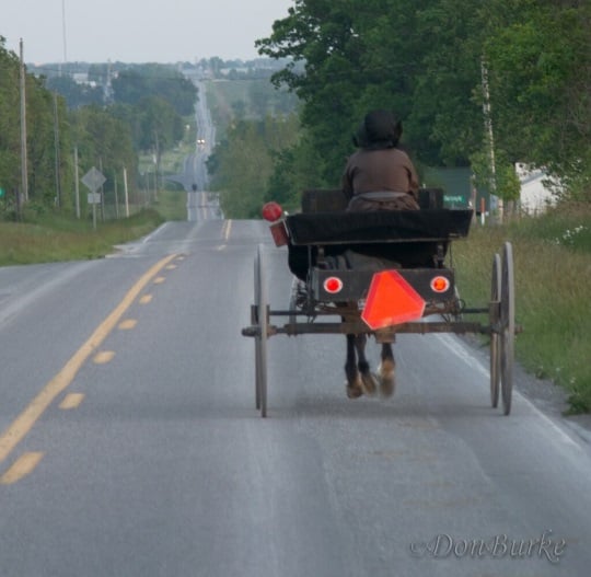 Amish woman in open buggy in Missouri