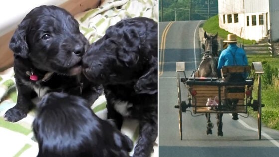 Left: two black puppies cuddling on a green and white patterned blanket. Right: a man in a blue shirt and hat drives a horse-drawn cart along a rural road.