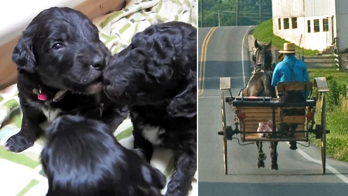 Sheepadoodle puppies and an Amish buggy in Lancaster County, Pennsylvania