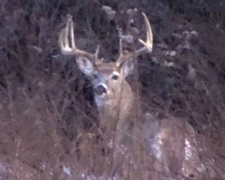“Lifetime Buck” Stolen From Amish Hunters