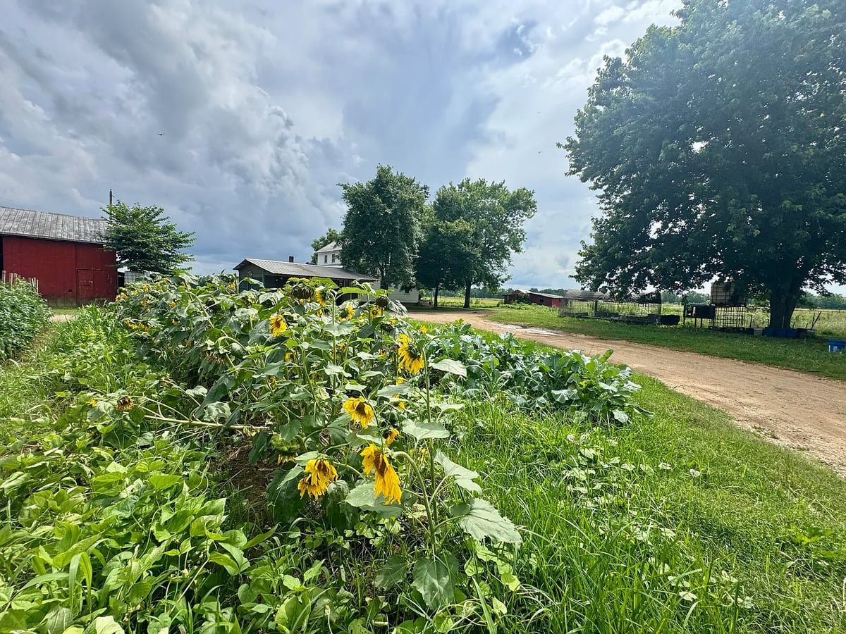 Sunflowers and garden beside dirt lane on an Amish farm in Randolph, Mississippi