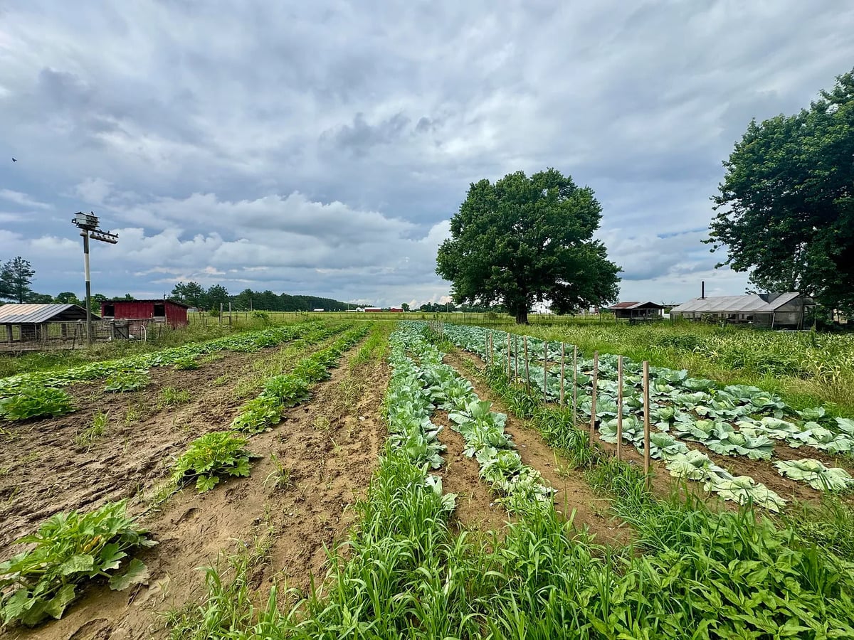 Rows of cabbage and squash in a large Amish vegetable garden in Randolph, Mississippi