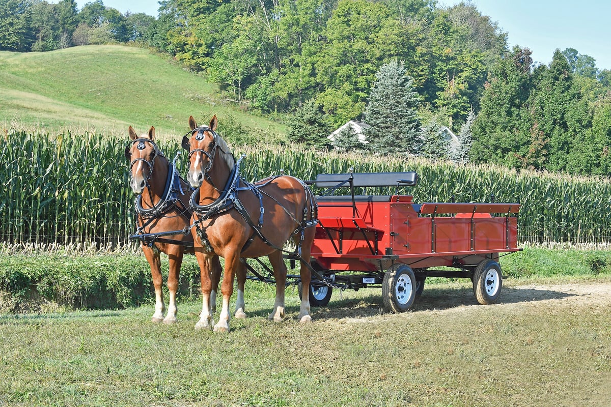 Red Classic Draft Horse wagon hitched to a team of Belgians beside a cornfield