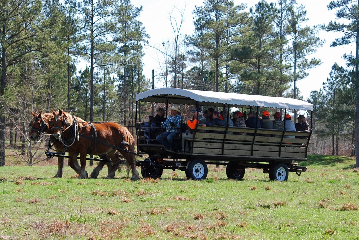 Team of draft horses pulling a loaded People Hauler wagon through a pine woods