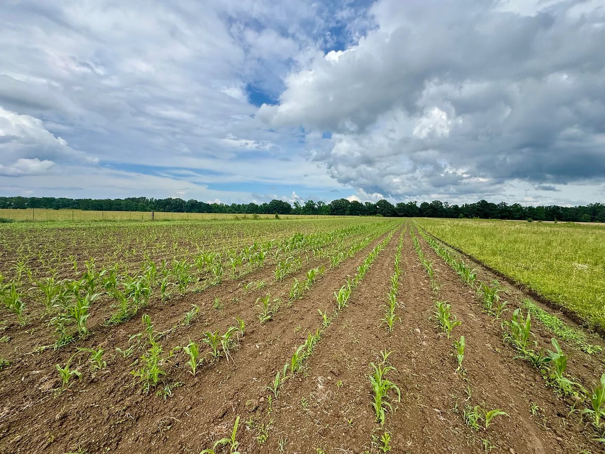 Rows of young corn in a field on an Amish farm in Randolph, Mississippi