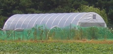 amish produce farming